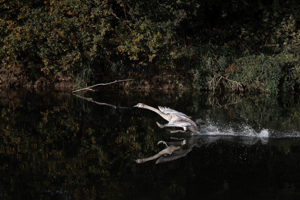 Photographe illustration cygne