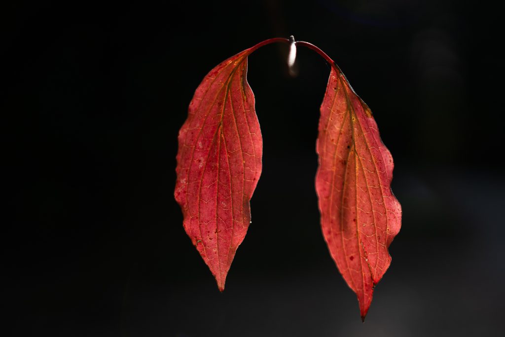 Photographie nature macro illustration