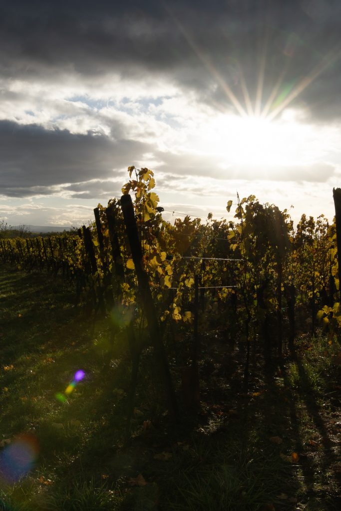 Photographie paysage vigne Alsace