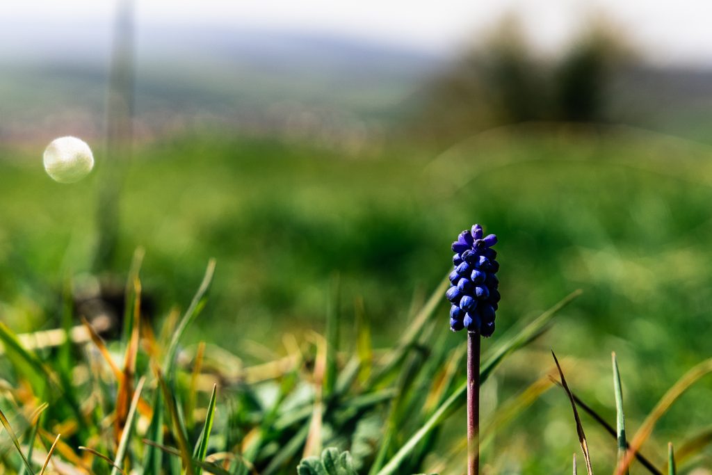 Photographie paysage macro illustration petite fleur violette